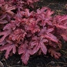 X Heucherella Fun and Games Red Rover Foamy Bells