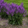 Salvia x Color Spires Back to the Fuchsia Proven Winners Sage