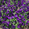 Petunia X Supertunia Royal Velvet Spreading Petunia
