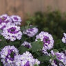 Verbena X Superbena Sparkling Amethyst Vervain