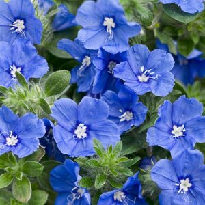 Evolvulus x Blue My Mind Proven Winners Dwarf Morning Glories