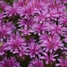 Monarda x Leading Lady Amethyst Proven Winners Bee Balm