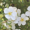 Dasiphora (Potentilla) fruticosa Happy Face White Proven Winners Shrubby Cinquefoil