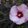 Hibiscus x Summerific Perfect Storm Proven Winners Rose Mallow