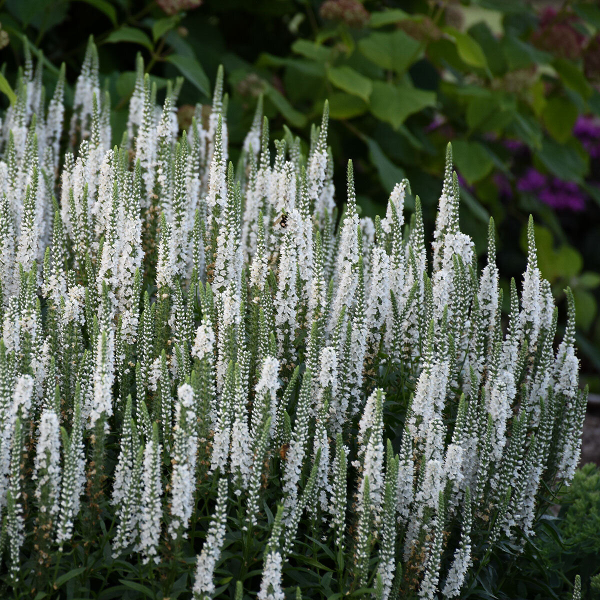 Veronica x Magic Show White Wands Proven Winners Speedwell | SiteOne US