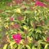 Spiraea japonica Double Play Painted Lady Proven Winners Spirea