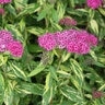 Spiraea japonica Double Play Painted Lady Proven Winners Spirea