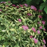 Spiraea japonica Double Play Painted Lady Proven Winners Spirea