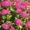 Spiraea japonica Double Play Painted Lady Proven Winners Spirea