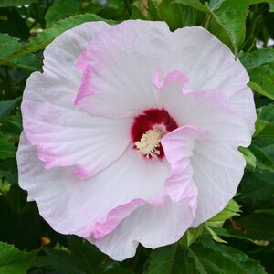 Hibiscus X Summerific Ballet Slippers Rose Mallow