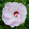 Hibiscus X Summerific Ballet Slippers Rose Mallow