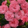 Dianthus X Fruit Punch Classic Coral Pinks