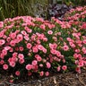Dianthus X Fruit Punch Classic Coral Pinks