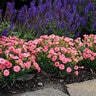 Dianthus X Fruit Punch Classic Coral Pinks