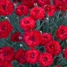 Dianthus X Fruit Punch Maraschino Pinks