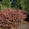 Berberis Thunbergii Sunjoy Arlene Sequins Proven Winners Japanese Barberry 3 gal. Container
