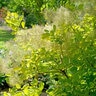 Cotinus Coggygria Winecraft Gold Smokebush