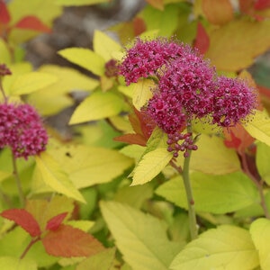 Spiraea Japonica Double Play Candy Corn Spirea