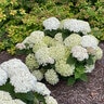 Hydrangea arborescens Invincibelle Wee White Proven Winners Smooth Hydrangea True 2 gal. (7.57 L) Container