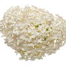 Hydrangea arborescens Invincibelle Wee White Proven Winners Smooth Hydrangea True 2 gal. (7.57 L) Container