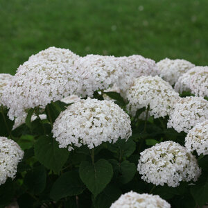 Hydrangea arborescens Invincibelle Wee White Proven Winners Smooth Hydrangea
