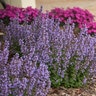 Nepeta X Cat's Pajamas Catmint