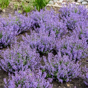 Nepeta X Cat's Pajamas Catmint