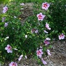 Hibiscus syriacus Orchid Satin Proven Winners Rose of Sharon