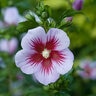 Hibiscus syriacus Orchid Satin Proven Winners Rose of Sharon