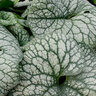 Brunnera macrophylla Jack of Diamonds Proven Winners Siberian Bugloss