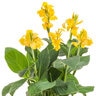 Canna x generalis Toucan Yellow Proven Winners Canna Lily