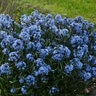 Amsonia tabernaemontana Storm Cloud Proven Winners Cloud Bluestar