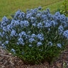 Amsonia tabernaemontana Storm Cloud Proven Winners Cloud Bluestar