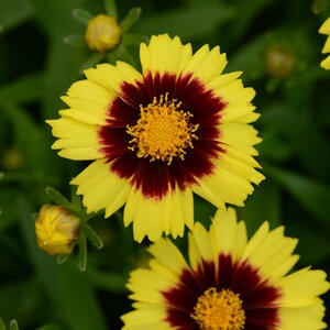 Coreopsis X Uptick Yellow And Red Tickseed