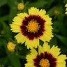 Coreopsis X Uptick Yellow And Red Tickseed