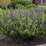 Baptisia x Decadence Sparkling Sapphires Proven Winners False Indigo True 2 gal. (7.57 L) Container