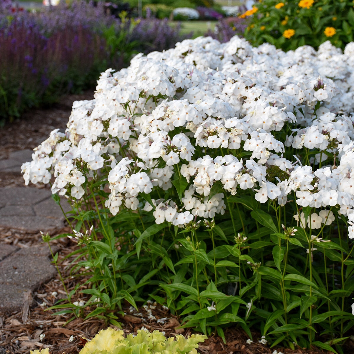 Phlox x Opening Act White Proven Winners Phlox | SiteOne US