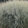 Panicum Virgatum Prairie Winds Niagara Falls Switch Grass