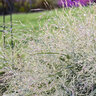 Panicum Virgatum Prairie Winds Niagara Falls Switch Grass