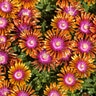 Delosperma X Fire Spinner Ice Plant