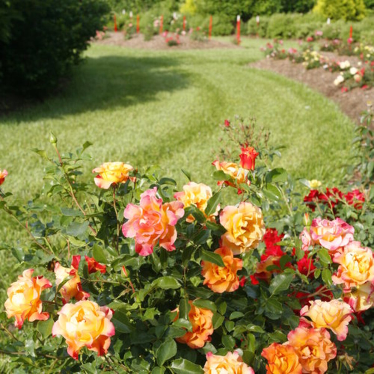 Rosa x Sunorita Proven Winners Rose | SiteOne US