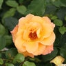 Rosa x Sunorita Proven Winners Rose