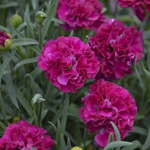 Dianthus x Fruit Punch Funky Fuchsia Proven Winners Pinks True 1 gal. (3.79 L) Container