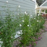 Hibiscus Syriacus Color Choice White Pillar Rose of Sharon