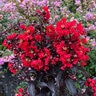 Lagerstroemia indica Center Stage Red Proven Winners Crape Myrtle True 3 gal. (11.36 L) Container