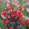 Lagerstroemia indica Center Stage Red Proven Winners Crape Myrtle True 3 gal. (11.36 L) Container