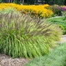Cenchrus (Pennisetum) alopecuroides Prairie Winds Lemon Squeeze Proven Winners Fountain Grass