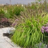 Cenchrus (Pennisetum) alopecuroides Prairie Winds Lemon Squeeze Proven Winners Fountain Grass