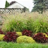 Cenchrus (Pennisetum) alopecuroides Prairie Winds Lemon Squeeze Proven Winners Fountain Grass
