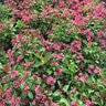 Weigela x Snippet Dark Pink Proven Winners Weigela